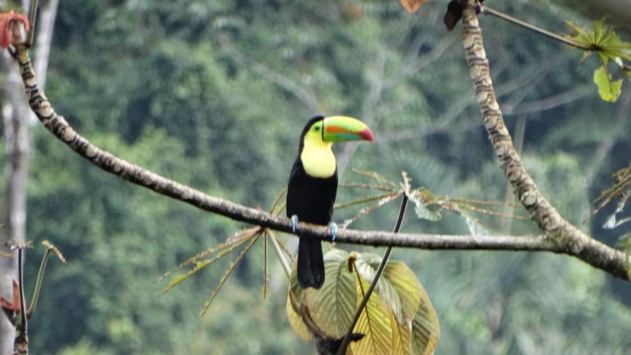Pacuare River Lodge Bajo Tigre Luaran gambar